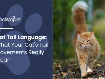 Cat Tail Language: What Your Cat's Tail Movements Really Mean