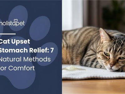 Cat Upset Stomach Relief: 7 Natural Methods for Comfort