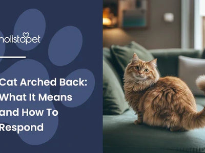 Cat Arched Back: What It Means and How To Respond