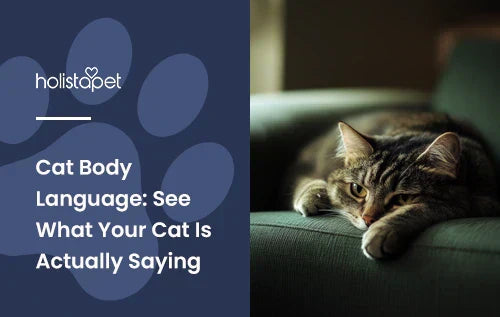 A sad looking black and grey cat laying down on a couch.