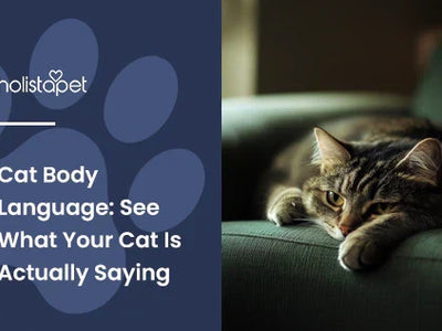 Cat Body Language: See What Your Cat Is Actually Saying