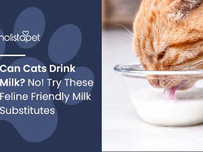 Can Cats Drink Milk? No! Try These Feline Friendly Milk Substitutes