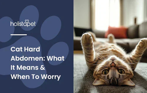 A cat laying upside down in a living room.