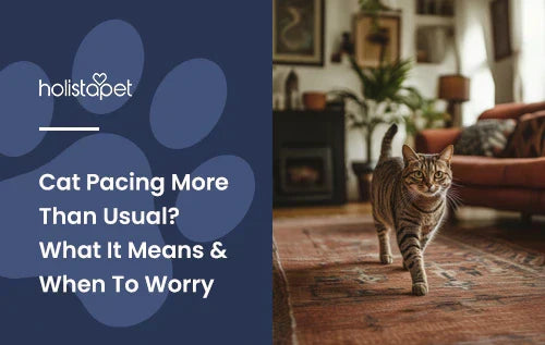 A tabby cat pacing back and forth walks across a wooden floor in a living room, with furniture and plants visible in the background.