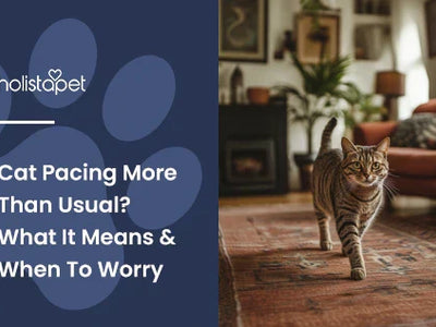 Cat Pacing: Here’s What It Means and How You Can Help