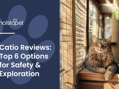 Catio Reviews: Top 6 Options for Safety & Exploration