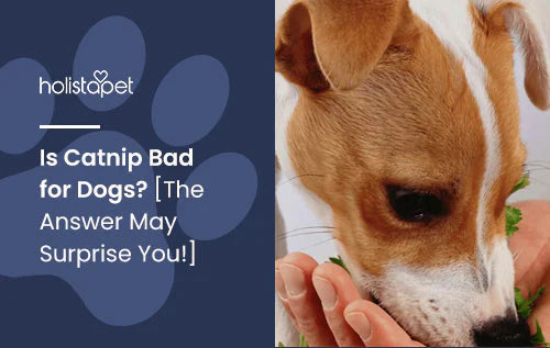 Is Catnip Safe for dogs