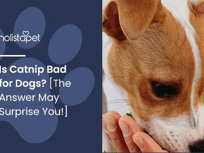 Is Catnip Bad for Dogs? [The Answer May Surprise You!]