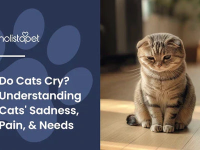 Do Cats Cry? Understanding Cats' Sadness, Pain, & Needs