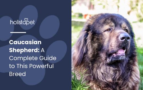 Caucasian Shepherd featured blog image by Holistapet. Shows a large, fluffy Caucasian Shepherd dog sitting outdoors, highlighting the breed's powerful and majestic appearance.