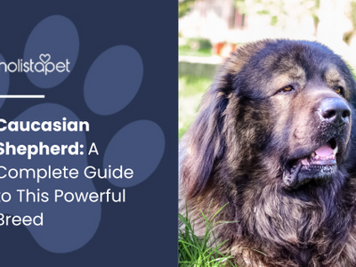 Caucasian Shepherd: A Large, Fluffy, Loyal, & Powerful Breed