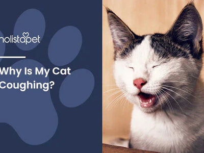Why Is My Cat Coughing? [Identifying Causes & When to Be Concerned]