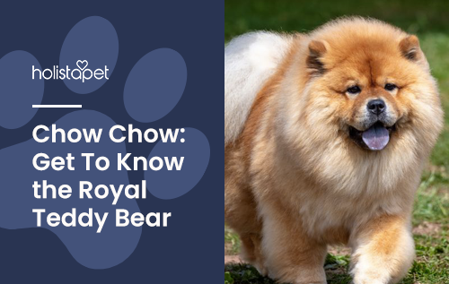 Chow Chow Dog Breed Get To Know the Royal Teddy Bear of Dogs