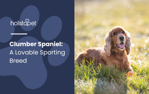 Holistapet featured blog image for Clumber Spaniel: A Lovable Sporting Breed. The image showcases a happy Clumber Spaniel lying in a sunlit grassy field, with a blue overlay on the left side displaying the Holistapet logo and blog title in white text.