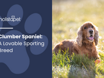 Clumber Spaniel: A Lovable Sporting Breed
