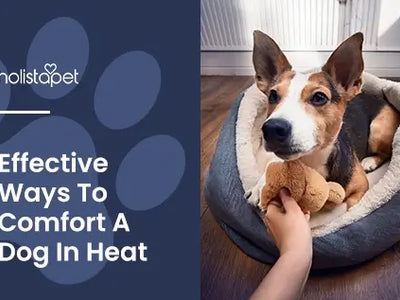 How to Comfort a Dog in Heat [Most Effective Methods]