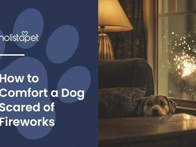 How to Comfort a Dog Scared of Fireworks