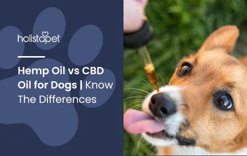 Difference between CBD and Hemp Oil for Dogs