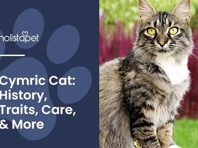 Cymric Cat: History, Traits, Training, Care, and More