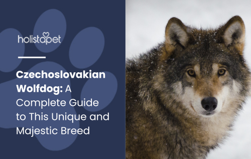 Feature Image by holistapet: Czechoslovakian Wolfdog standing outdoors with alert expression.