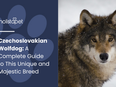 Czechoslovakian Wolfdog: A Wild-Looking & Majestic Breed