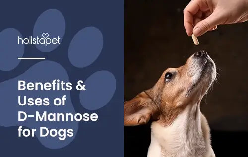 D-Mannose for Dogs featured blog image by Holistapet. Shows a human hand giving a Jack Russel Terrier a D-Mannose capsule.
