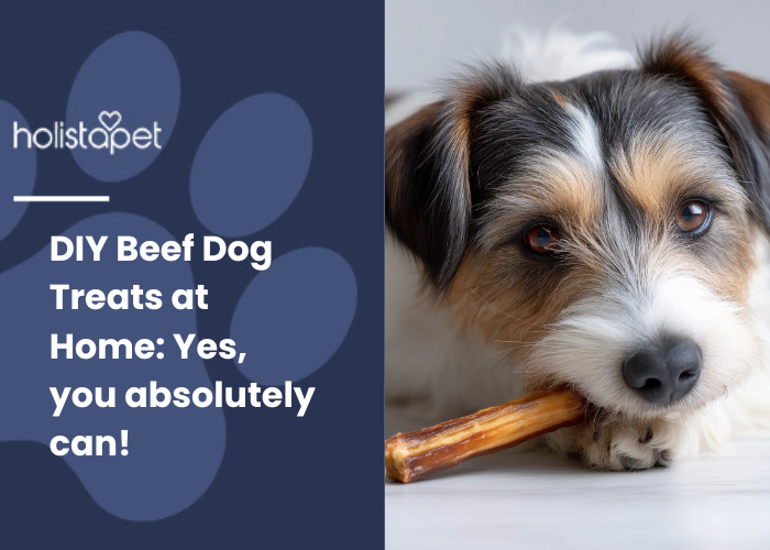A cute Jack Russell Terrier lying on a light surface, chewing on a beef dog treat stick. 