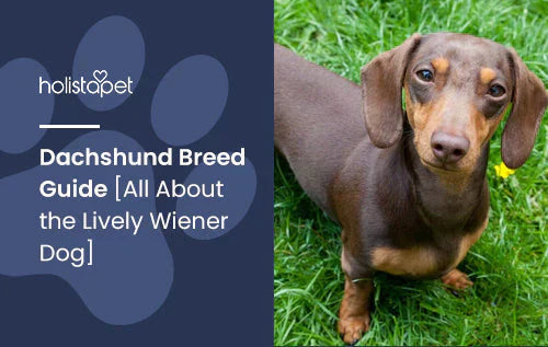 All you need to know about the Dachshund Breed