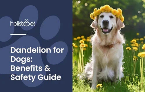 Benefits of Dandelion for Dogs