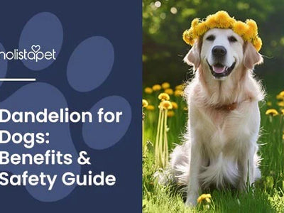 Dandelion for Dogs: Healthy Benefits From Yard to Bowl