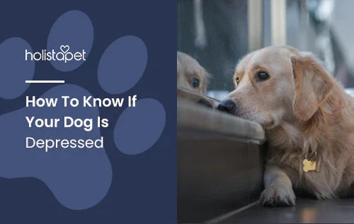 Is your dog Depressed