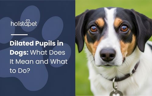 Close-up of a dog’s face with black and white markings and brown eyes, related to dilated pupils in dogs.