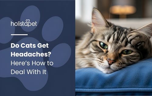 Do Cats Get Headaches a tabby cat with green eyes rests its head on a blue cushion.