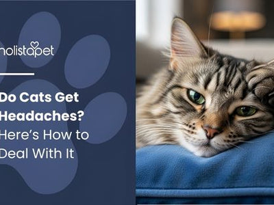 Do Cats Get Headaches? Here’s How to Deal With It