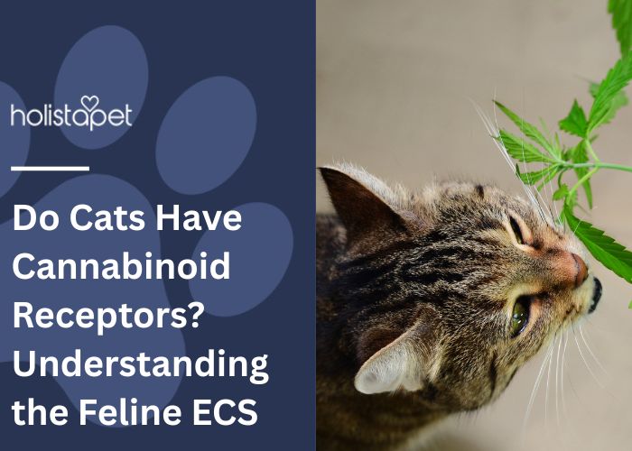 Do Cats have Cannabinoid Receptors featured blog image by Holistapet. Shows a gray and black striped  cat sniffing a hemp plant branch. 