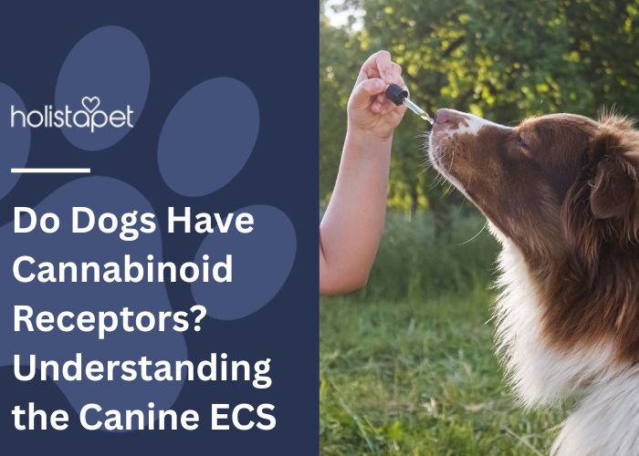 Do Dogs Have Cannabinoid Receptors featured blog image by Holistapet. Shows a dog sniffing CBD oil from a handheld tincture dropper, image taken outdoors)