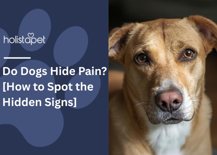 Do Dogs Hide Pain Feature Image by Holistapet