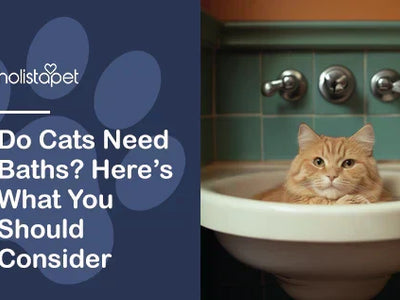 Do Cats Need Baths? Here’s What You Should Consider