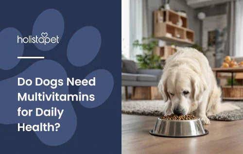 A white golden retriever eating food out of a dog bowl with the title "Do dogs need multivitamins".