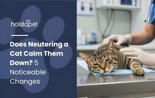 A calm cat being gently petted on a veterinary table, highlighting neutering a cat calm them down.