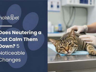 Does Neutering a Cat Calm Them Down? 5 Noticeable Changes