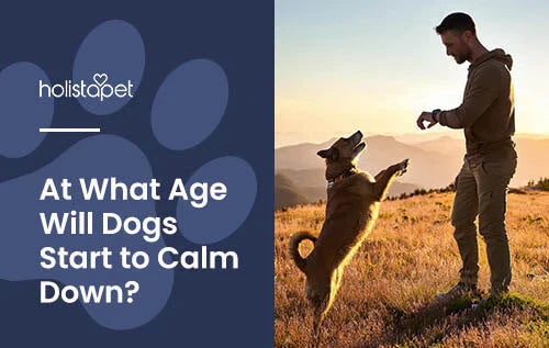 when do dogs calm down