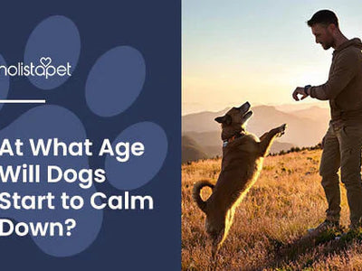 When Do Dogs Calm Down? All Ages & Breeds + Calming Tips