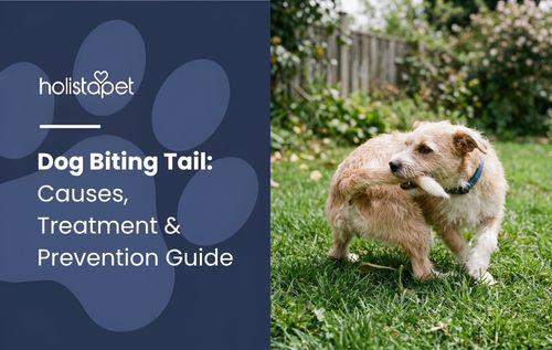 Dog biting tail behavior in a fluffy brown dog scratching its ear on a grassy lawn.