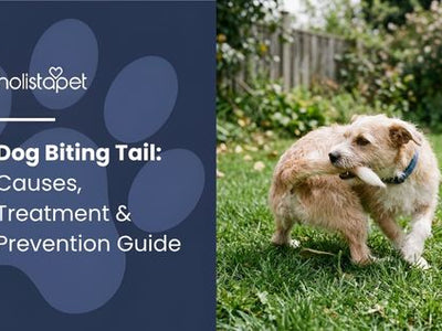 Dog Biting Tail: Causes, Treatment & Prevention Guide
