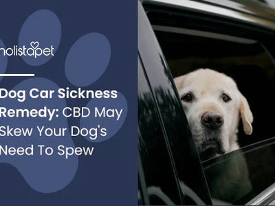 Dog Car Sickness Remedy: CBD May Skew Your Dog's Need To Spew