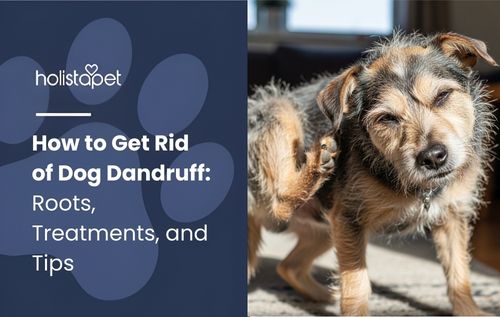 Terrier mix scratching its ear with its hind leg, illustrating symptoms of Dog Dandruff