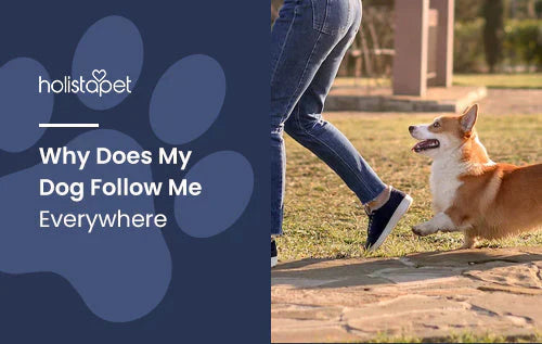 Why Do Dogs Follow Their Owners