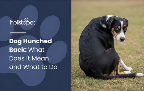 Black and white dog with brown spots sitting in a grassy field, representing a dog hunched back condition