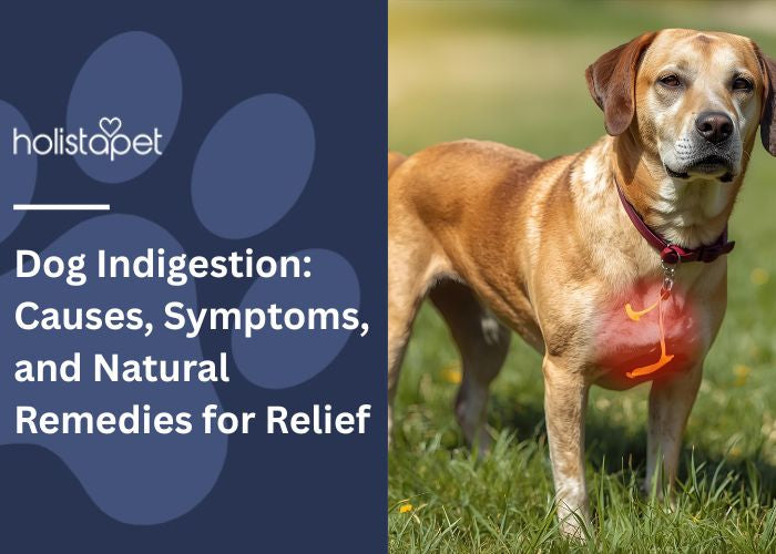 Dog Indigestion featured blog image by Holistapet. Shows a tan dog standing in grass with red highlight on its chest signifying indigestion or heartburn.